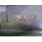 Двигатель Renault SCÉNIC I 1.9 dCi RX4 F9Q 732 F9Q732 F9Q732
