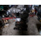 Двигун Suzuki GRAND VITARA I 2.0 HDI 110 16V RHW